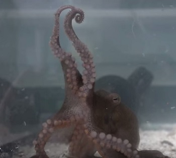 OctopusGenome_2.jpg