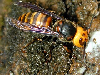絶対に食べないと損! 「本当に美味しい昆虫ベスト5」を研究家が選出!の画像5