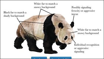 PandaWhiteBlack_4.jpg