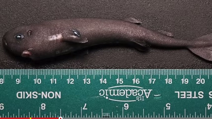 PocketShark_2.jpg