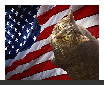 アメリカ大統領選強烈すぎる候補者5名! UFO、猫、魔法乳首に凶漢!の画像6