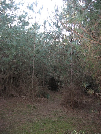 RendleshamForest_3.jpg