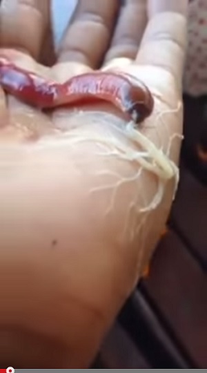 RibbonWorm.jpg