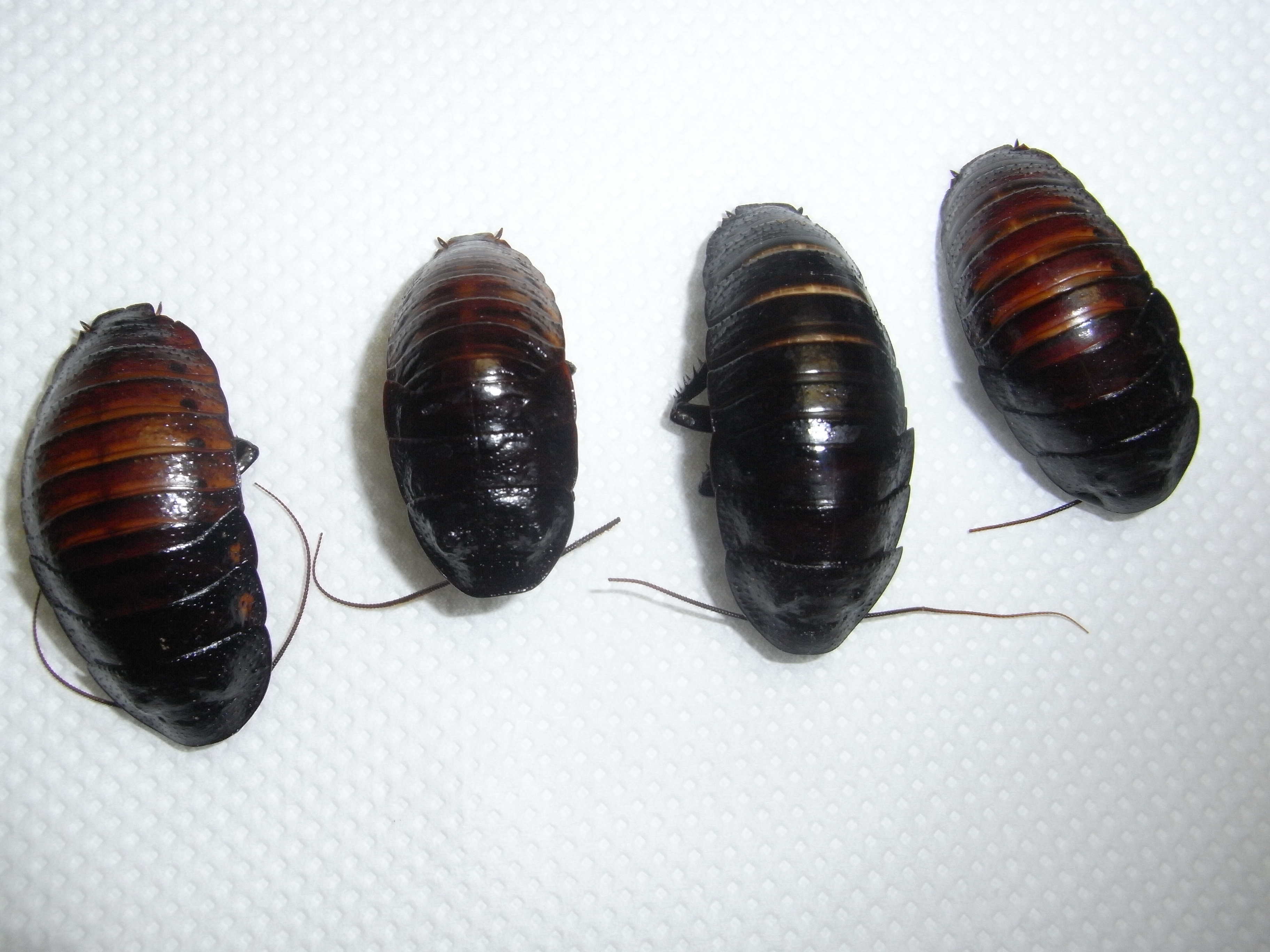 昆虫料理はイライラに効果的!?「ゴキブリの香り炒め、サフランライス添え」レシピ!!の画像2