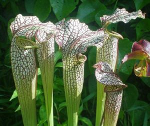 Sarracenia_7.jpg