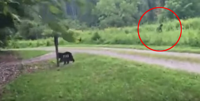 Sasquatch.jpg