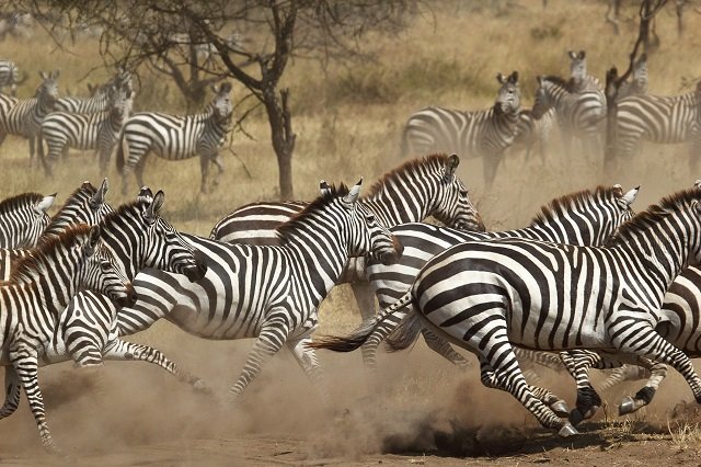 人間にも当てはまる「動物寝相占い」! シカはハーレム暮らし、オランウータンはレイプ魔、草食系は繁殖系だった!?の画像3