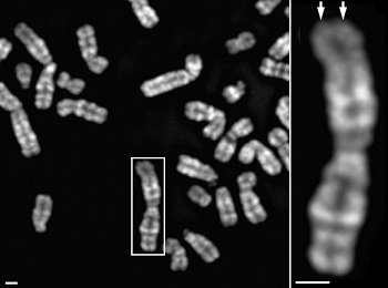 世界の指導者はどうしてソックリさんばかりなのか!? 遺伝子レベルで分析してわかった衝撃の共通点の画像4