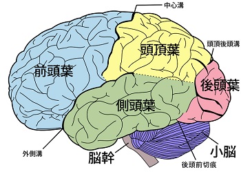 SomatosensoryCortex_2.jpg