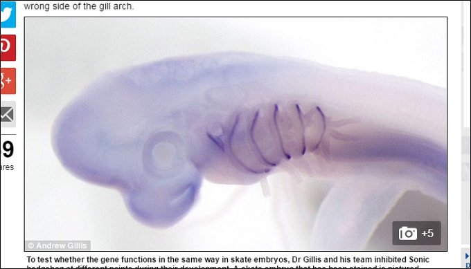 【衝撃】人間の手足は魚のエラから進化した？ 「ソニック・ヘッジホッグ遺伝子」で判明の画像2