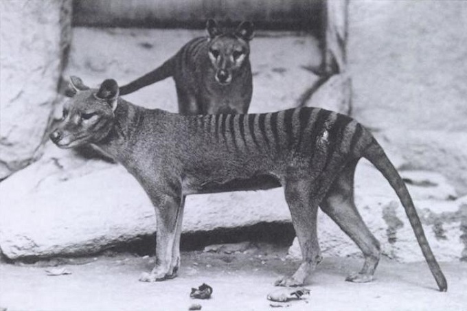 【目撃例多数】絶滅したタスマニアタイガーは今もオーストラリア大陸で生きている？の画像1