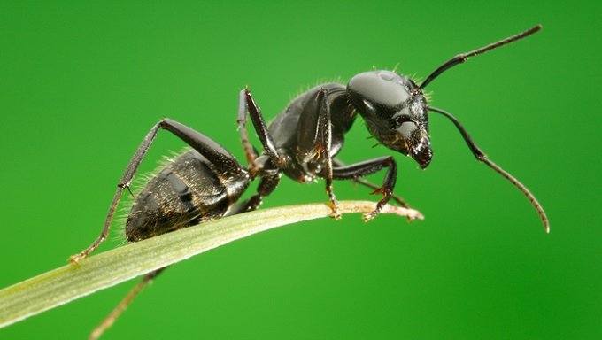 「この世で一番グロい生物って何ですか?」あらゆる疑問を生態学者・五箇公一先生にぶつけてみた結果…の画像3