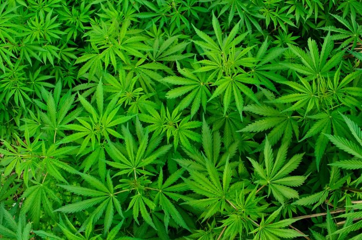 大麻は食べてもラリらない!? 食欲抑制、意識覚醒…マリファナが危険である「科学的根拠」を語る【ググっても出ない毒薬の手帳】の画像1