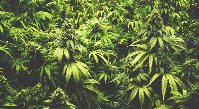 「机の上に山盛りの大麻」「政治活動中に回し吸い」三宅洋平・大麻所持疑惑 告発者ロングインタビュー ~選挙フェスの闇~の画像3