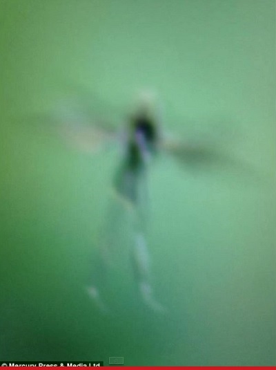 Tinkerbell_2.jpg