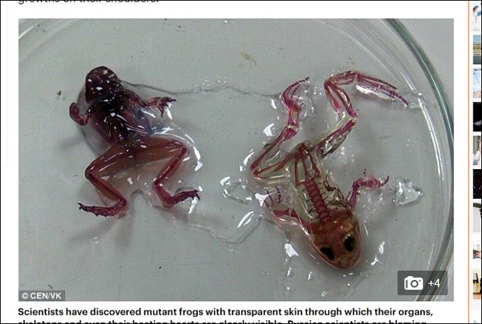 内臓から骨まで透けて見える完全に透明なカエル「ミュータント・フロッグ」出現！ 囁かれる恐ろしい原因とは？の画像1