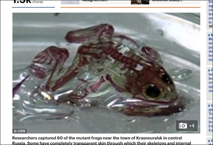 TransparentFrogs_2.jpg