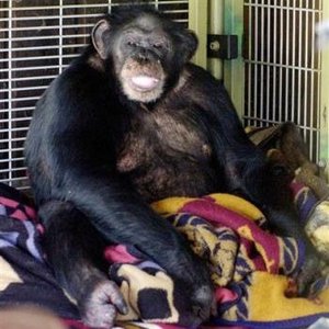 【超・閲覧注意】チンパンジーに顔をむしり取られた女!! 完全に崩壊した顔面が悲惨すぎる!の画像2