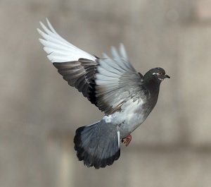鳩が壁をすり抜ける瞬間を高校生が激写! 「トンネル効果」の決定的瞬間を捉えた歴史的スクープ画像か!?の画像4