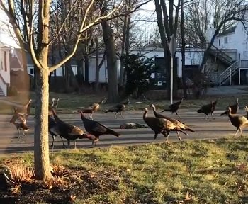 Turkeys.jpg
