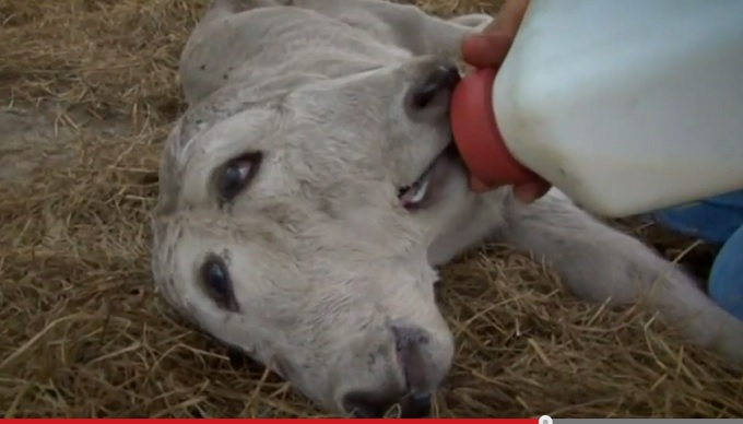 頭2つの子牛誕生、両方の頭でミルク飲む!!　4億分の1の奇跡＝米の画像1