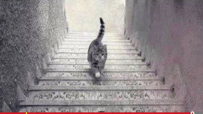 このネコは階段を「下りている」？「上っている」？ 錯視画像に議論沸騰!!の画像1
