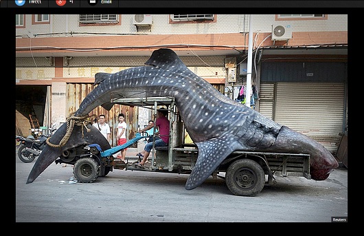 中国のトンデモ光景！ 世界最大の絶滅危惧魚を運ぶ漁師の姿がスゴいことに…！の画像1
