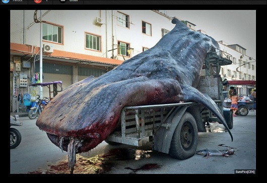 WhaleShark_2.jpg