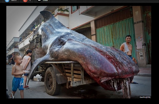 WhaleShark_3.jpg