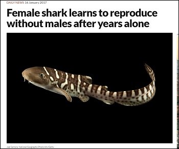 ZebraShark_2.jpg