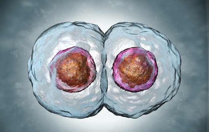 オスと引き離されたメスザメ、単独で子どもを産める体に変化! 理学博士が緊急解説「生殖に関わらないオスは、もはやコスト」の画像3