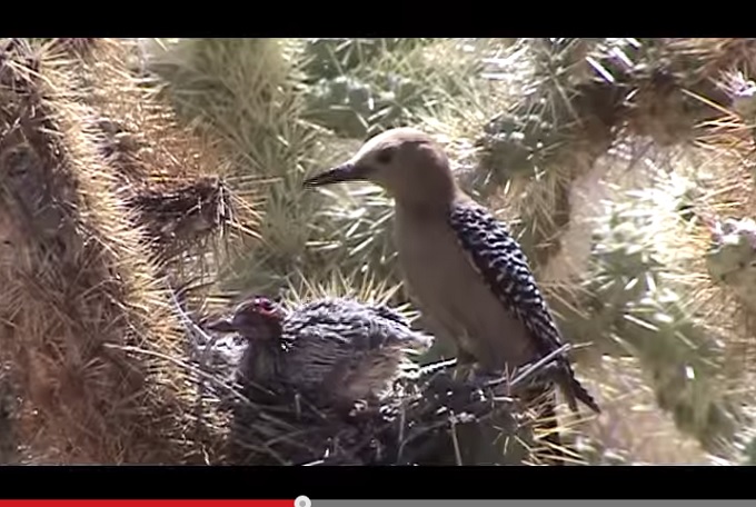 ZombieWoodpecker.jpg