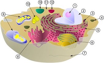 ついに臨死体験が科学の常識に?複数の物理学者「死んだら意識は宇宙に放出され、未知の世界に行く」の画像2
