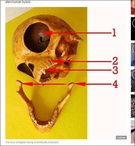 alienskull_04.jpg