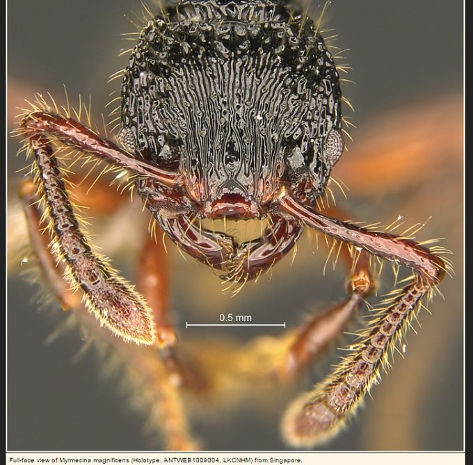 ant_04.jpg