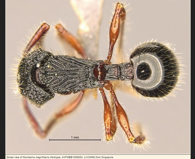 ant_05.jpg