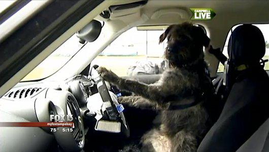 arsondog3.jpg