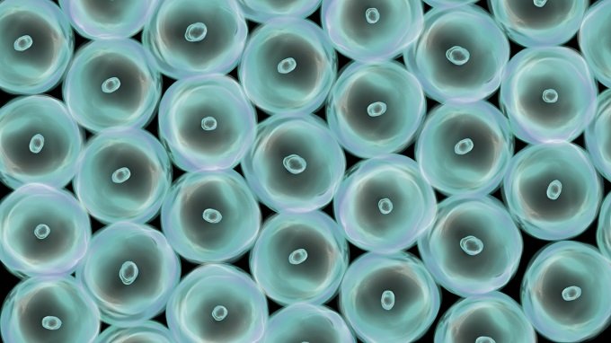 【ノーベル賞】不食人間とはオートファジーが超活発なニュータイプか!? 科学ライターが解説!の画像3