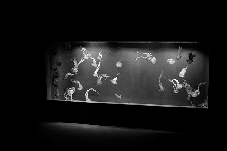 水族館の生き物は、本当に生きていると言えるか？　写真家、馬場智行が迫る「魚たちの暗闇」の画像1