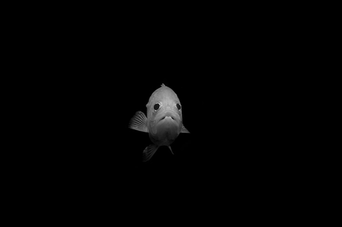 水族館の生き物は、本当に生きていると言えるか？　写真家、馬場智行が迫る「魚たちの暗闇」の画像3