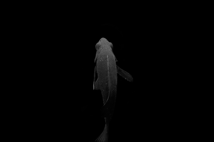 水族館の生き物は、本当に生きていると言えるか？　写真家、馬場智行が迫る「魚たちの暗闇」の画像4