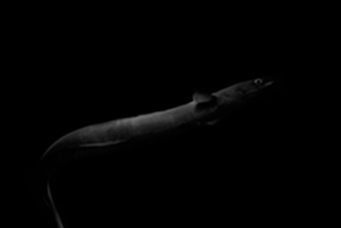 水族館の生き物は、本当に生きていると言えるか？　写真家、馬場智行が迫る「魚たちの暗闇」の画像7
