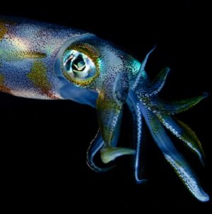 深海で「エイリアン生命体」が発見される? 巨大な頭部、釣りあがった目…謎すぎる姿の画像3