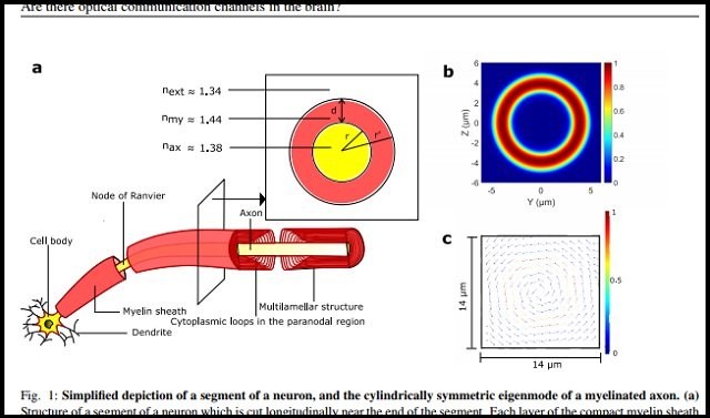 【ガチ】我々の脳は直接見えない光とつながっていた! 科学者「脳内で毎秒10億個の謎の光が発生」オーラやクンダリニーの覚醒に関係か!の画像2