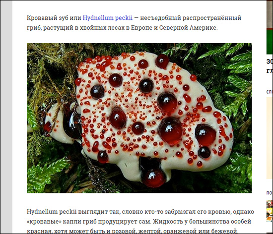 流血キノコ? 北米の森の中に現れたおぞましい悪夢の画像1