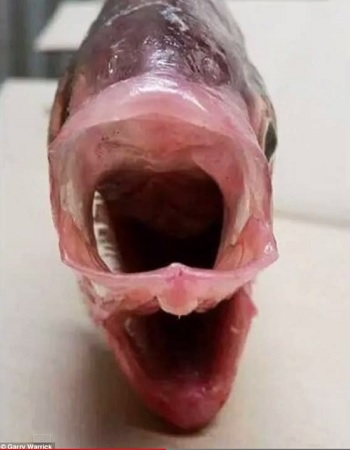 bream_2.jpg