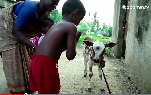 calf.jpg