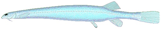 candiru.jpg