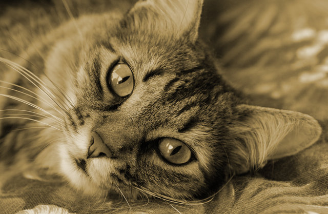 catg_01.jpg