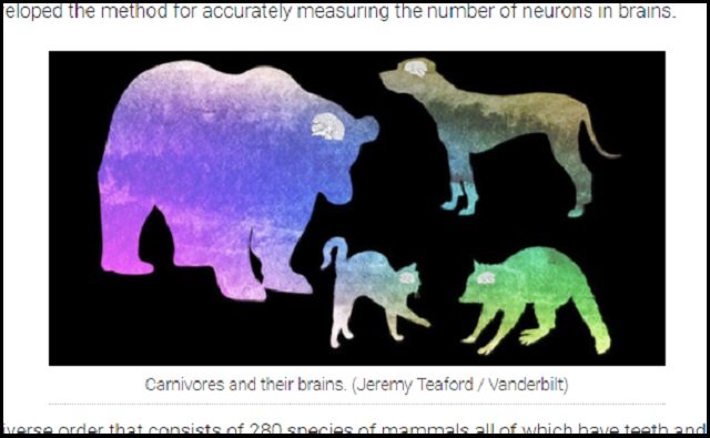 「犬と猫、賢いのはどっち」圧倒的な差で問題に終止符! 米大学の研究で判明された衝撃内容とは?の画像3
